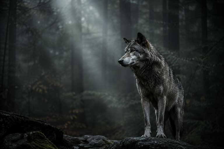 Wolf in misty forest